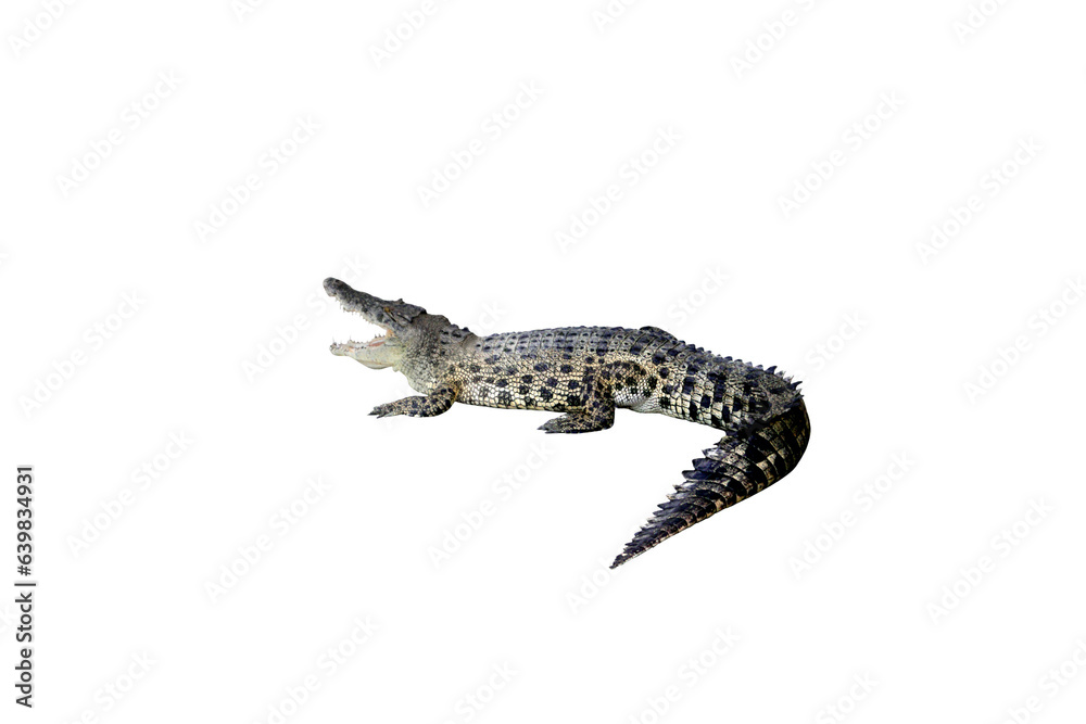 Naklejka premium Crocodile portrait with open mouth isolated on transparent background png file