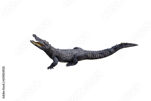Picture of a crocodile sleeping with its mouth open isolated on a transparent background png file. © Warawut
