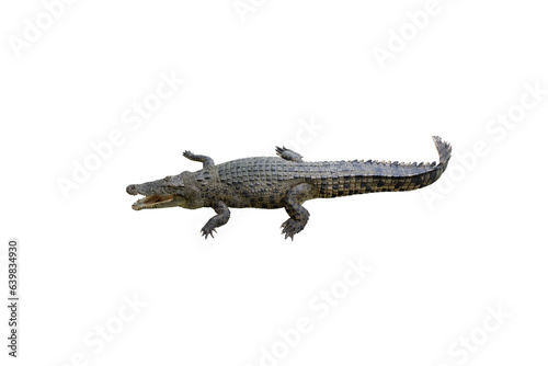 Crocodile image lying isolated on transparent background png file.