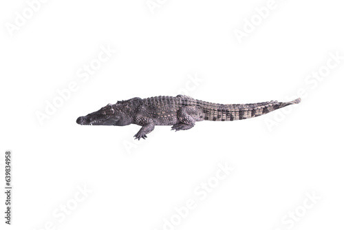 Crocodile image lying isolated on transparent background png file.