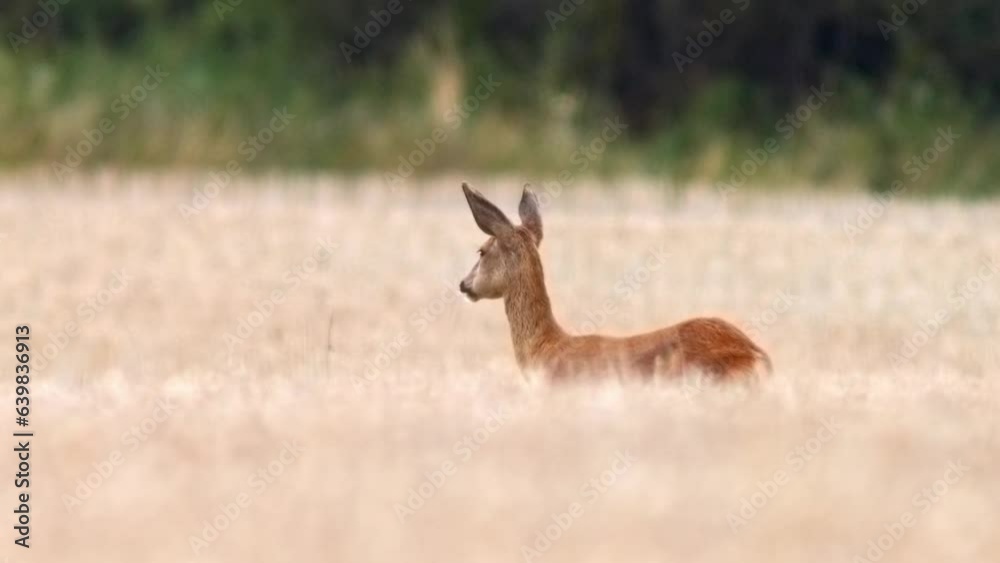 one Roe deer doe (Capreolus capreolus) stands in a harvested field looking for a mate during the mating season one Roe deer doe (Capreolus capreolus) stands in a harvested field looking for a mate during the mating season