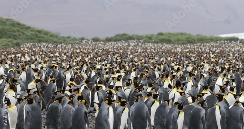 A large colony of King Penguin Colony in South Georgia Island 