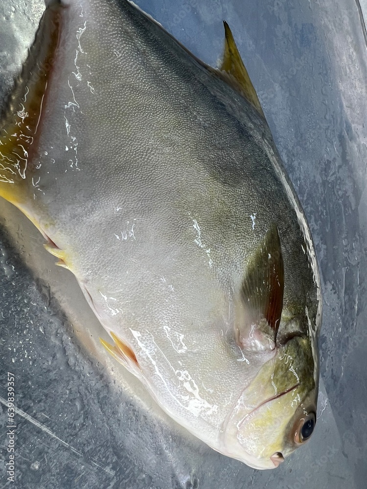 fresh raw cold seafood silver white pomfret whole fish ikan on white