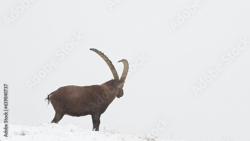 Inside the clouds with extreme weather conditions, the Alpine ibex male (Capra ibex) photo