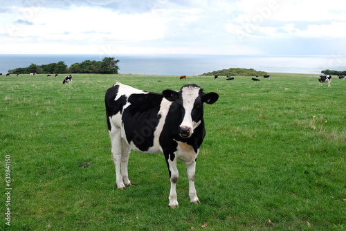 A single cow standing up on the field