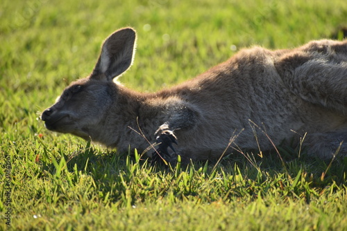 Obraz na plátně Roo in the grass