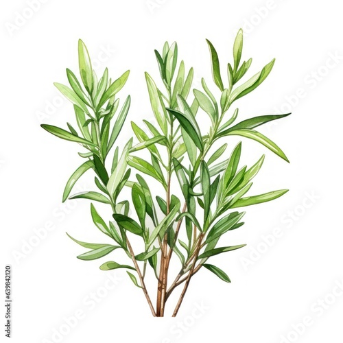 A charming watercolor botanical illustration of a sprig of rosemary  showcasing its fragrant leaves and woody stems