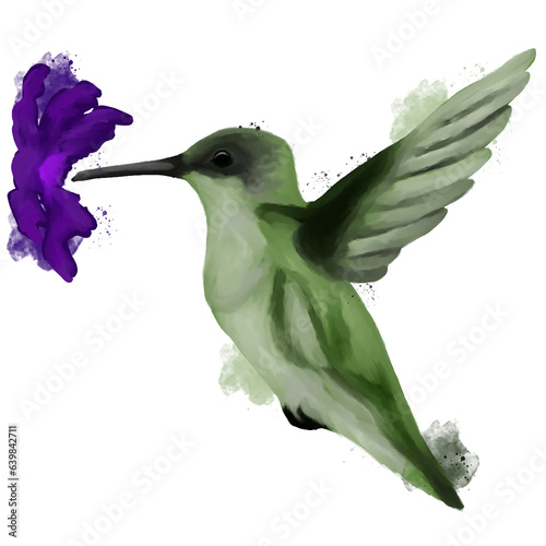 Hand drawn, watercolor hummingbird with purple flower (ID: 639842711)