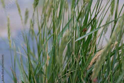 Marienkäfer im Gras