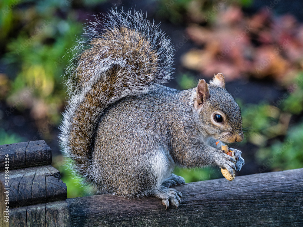 squirrel eating nut