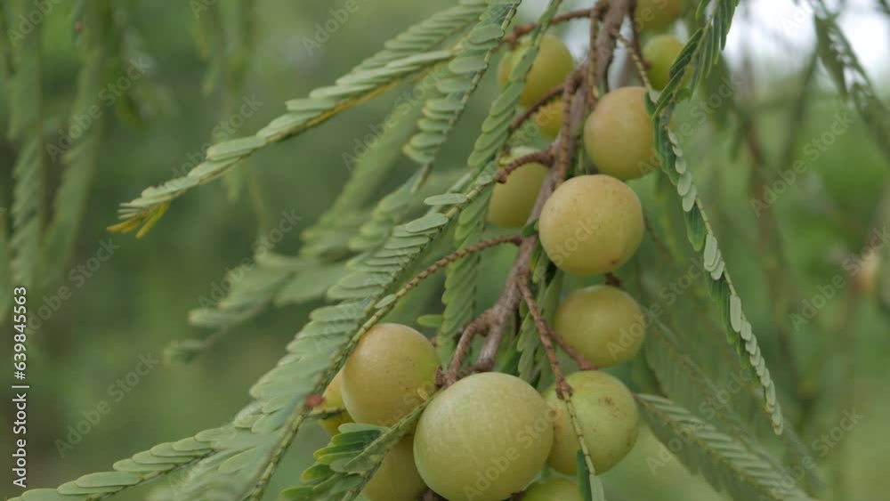 Indian Amla Fruits On The Tree, vitamin c rich fruit Stock ビデオ Adobe
