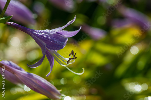 Hosta capitata flowers in the garden.