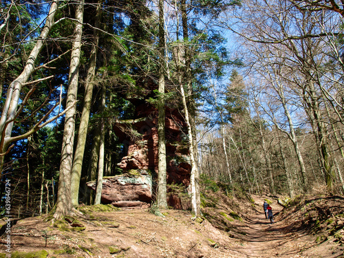 hiking trails in the border forest area photo