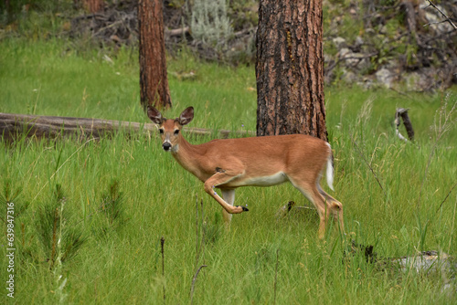 Doe in a Field with his Paw Raised