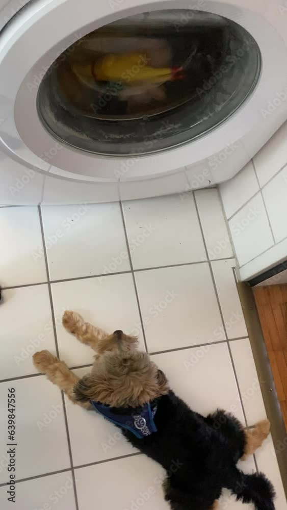 Ein junger Hund der Rasse Yorkshire Terrier schaut zu wie seine Spielsachen in der Waschmaschine gewaschen werden. Er wartet geduldig bis alles sauber ist.