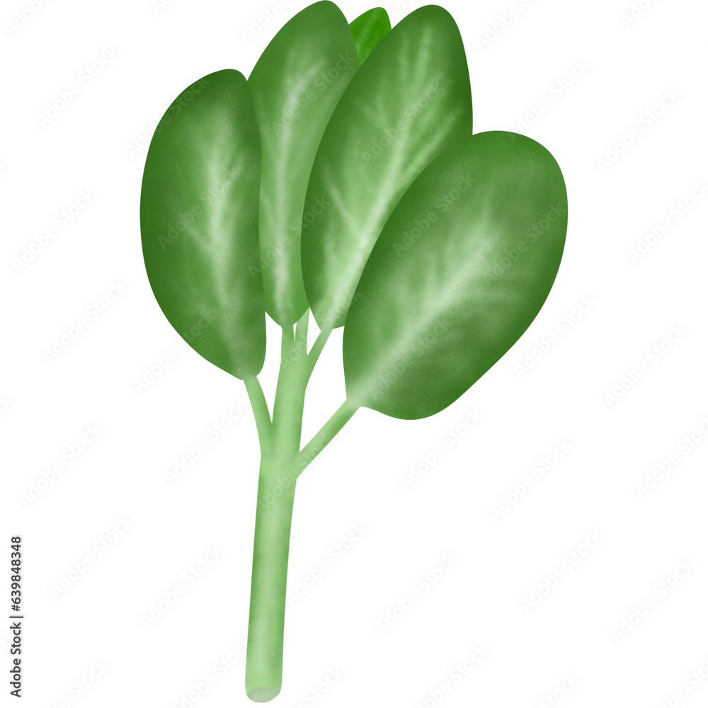 Fototapeta premium green leaf isolated on white