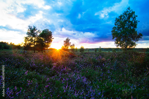 Heather fields at sunset
