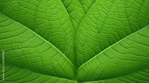 Green leaves background. Green leaves texture background. Tropical leaves background.