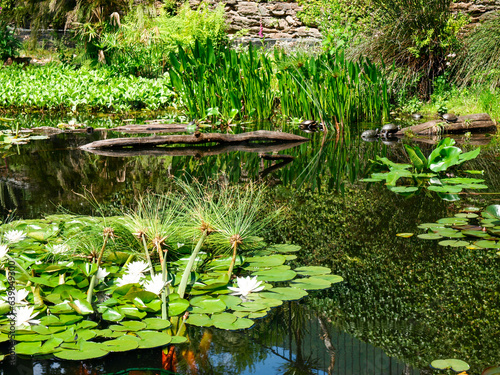 botanical island with flowers and natural park