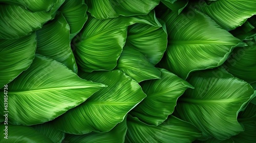 Green leaves background. Green leaves texture background. Tropical leaves background.
