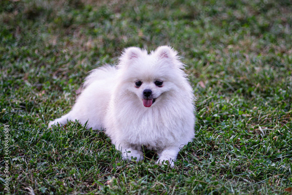 Fototapeta white pomeranian puppy
