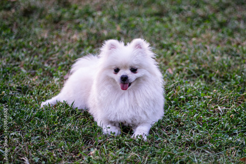 white pomeranian puppy