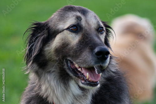 portrait of a dog