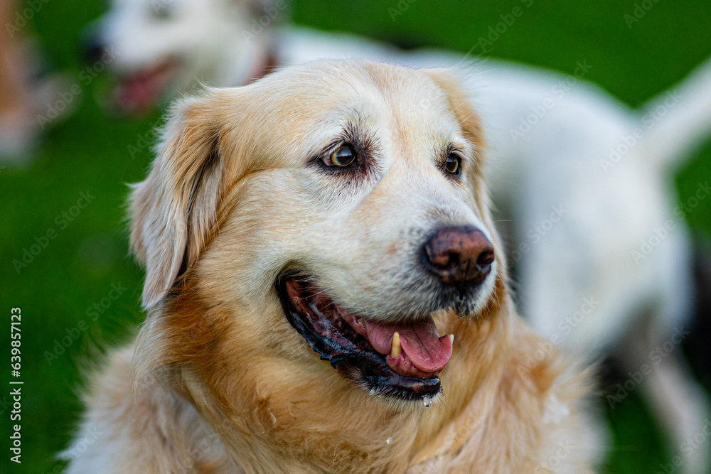 golden retriever portrait