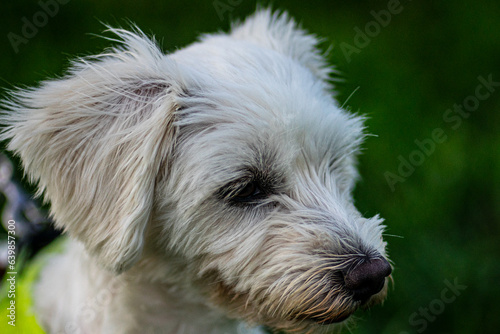 cutey dog