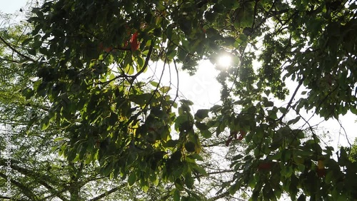 Bright sunlight coming through the branches and leaves of a tree