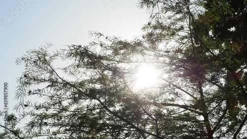 Bright sunlight coming through the branches and leaves of a tree