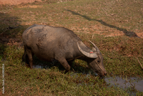 Water buffalo in Cambodia drinking water