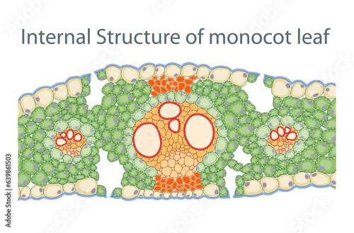 Internal Structure of monocot leaf photo