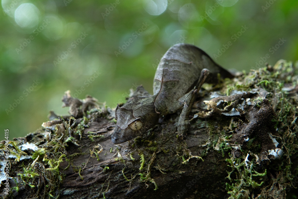 Obraz premium Satanic leaf tailed gecko on the ground in Madagascar. Uroplatus phantasticus is hiding on the leaves. Gecko who look like leaves. 