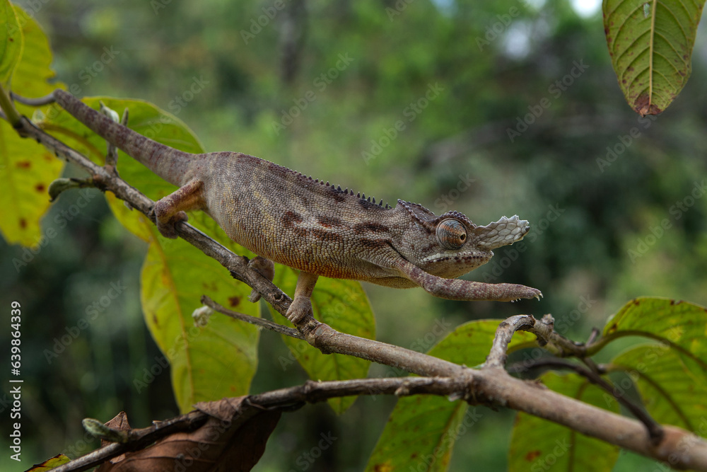 Parson's chameleon on the branch in Madagascar national park. Calumma parsonii is slowly walking in the forest. Animals who can change the color of the skin. Parson's chameleon on the branch in Madagascar national park. Calumma parsonii is slowly walking in the forest. Animals who can change the color of the skin.