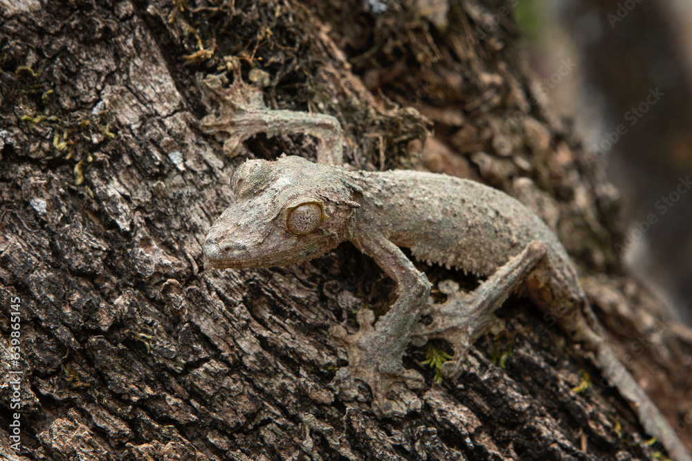 Uroplatus sikorae on the tree trunk in Madagascar. Mossy leaf tailed gecko is hiding in the forest. Gecko with perfect camouflage Uroplatus sikorae on the tree trunk in Madagascar. Mossy leaf tailed gecko is hiding in the forest. Gecko with perfect camouflage