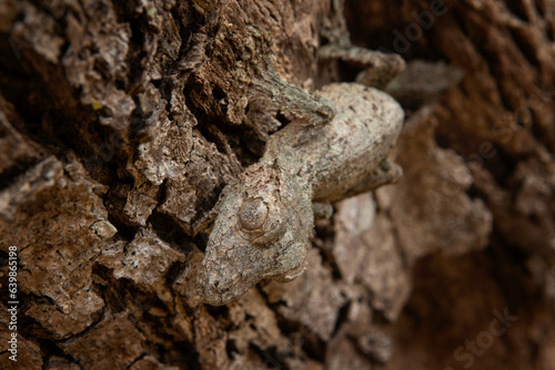 Uroplatus sikorae on the tree trunk in Madagascar. Mossy leaf tailed gecko is hiding in the forest. Gecko with perfect camouflage © prochym