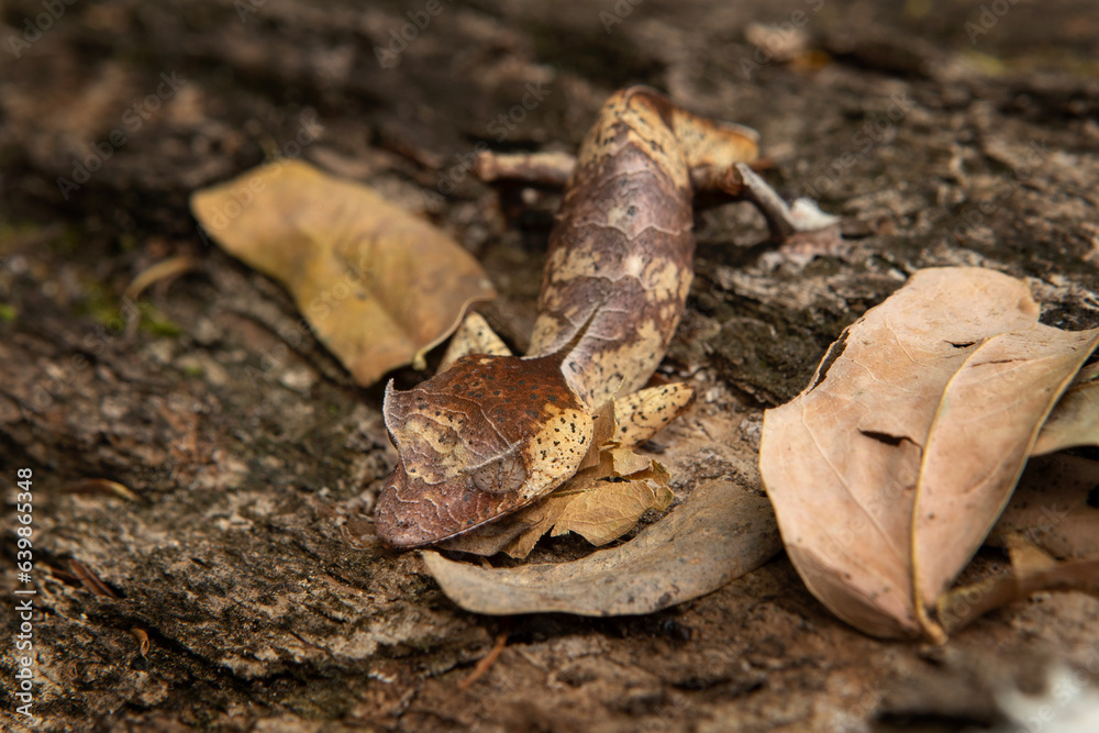 Satanic leaf tailed gecko on the ground in Madagascar. Uroplatus phantasticus is hiding on the leaves. Gecko who look like leaves. 