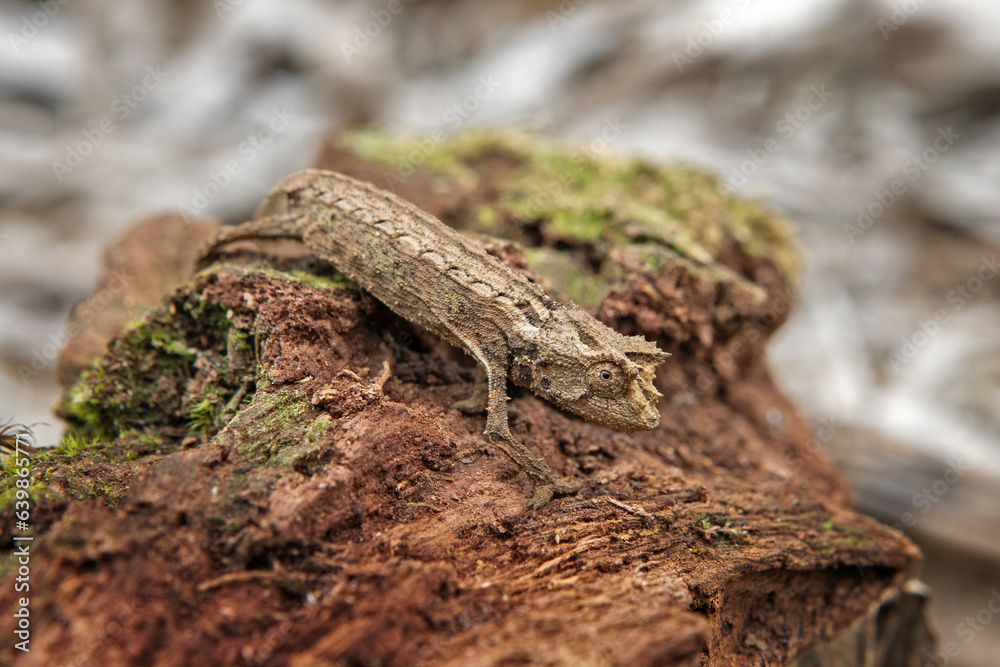 Obraz premium Brookesia thieli on the ground in Madagascar national park. Domergue leaf chameleon is slowly walking in the forest. Animals who can change the color of the skin. 