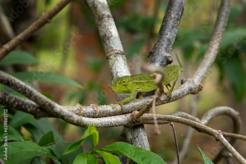 Perinet chameleon on the branch in Madagascar national park. Calumma gastrotaenia is slowly walking in the forest. Animals who can change the color of the skin. 