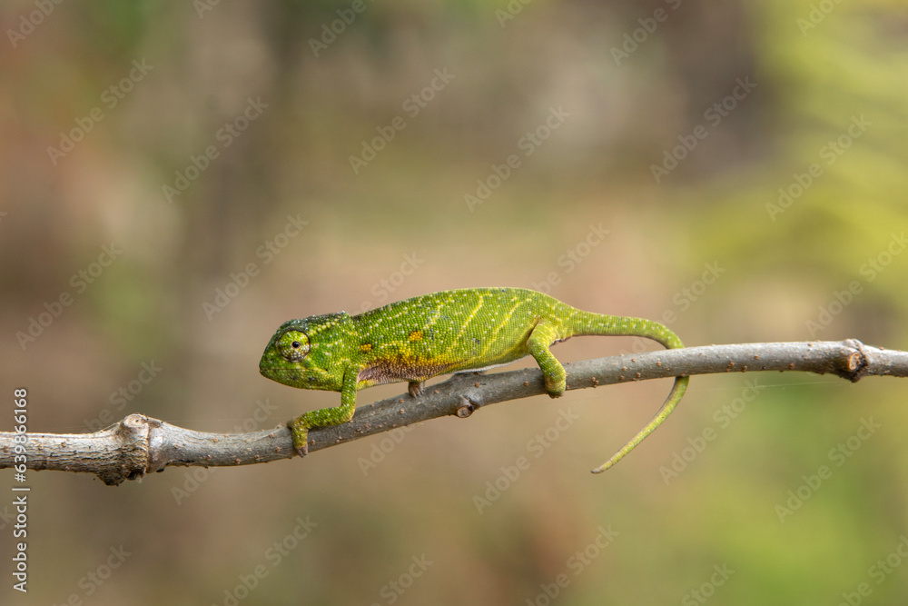 Lesser chameleon on the branch in Madagascar national park. Furcifer minor is slowly walking in the forest. Animals who can change the color of the skin. Lesser chameleon on the branch in Madagascar national park. Furcifer minor is slowly walking in the forest. Animals who can change the color of the skin.