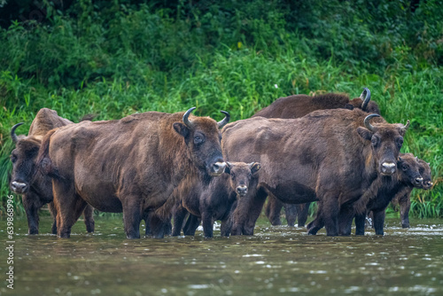 The European Bison, Wisent, Bison bonasus. Wild animal in its habitat in the Bieszczady Mountains in the Carpathians, Poland.