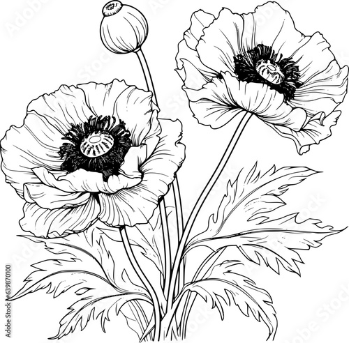Papaver