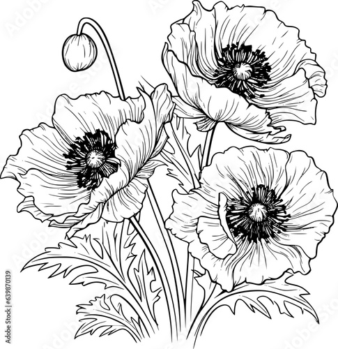 Papaver