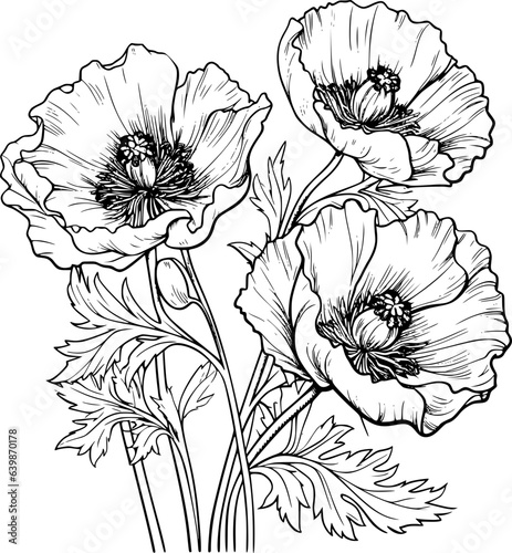 Papaver