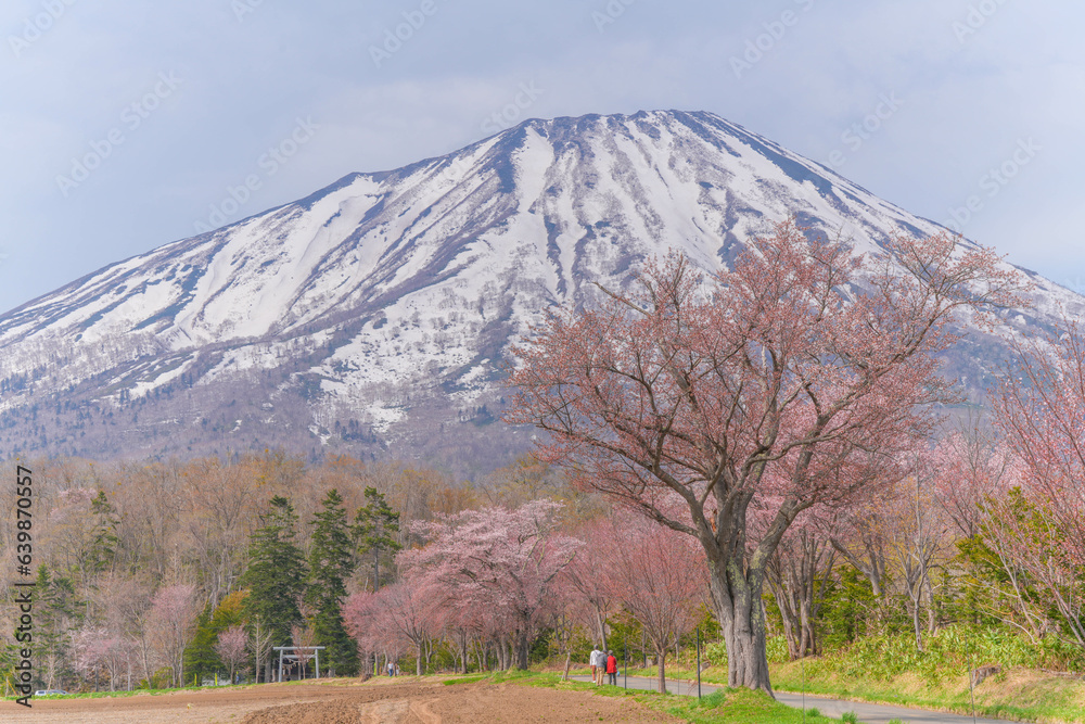 Obraz premium 真狩神社