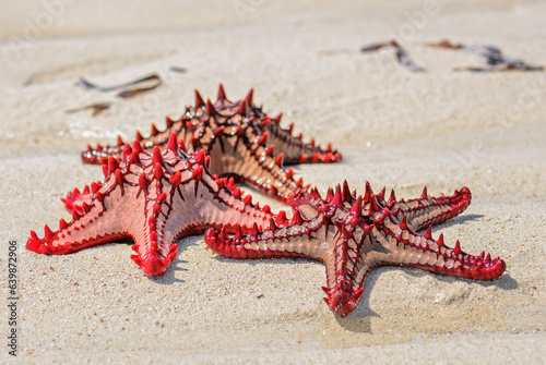 Red knob sea star - Protoreaster lincki, beautiful large colored sea star from Indian ocian coasts and reefs, Zanzibar. photo