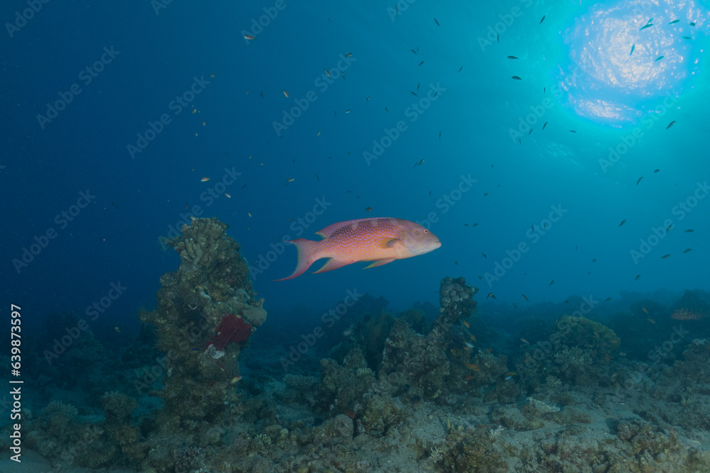 Fototapeta premium Fish swimming in the Red Sea, colorful fish, Eilat Israel 
