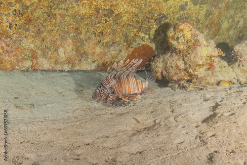 Lion fish in the Red Sea colorful fish  Eilat Israel 