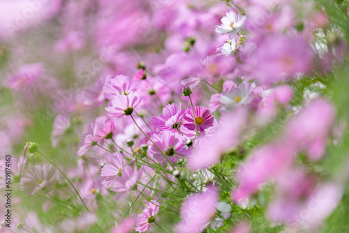 秋桜咲き誇るのは七飯リンゴ農園